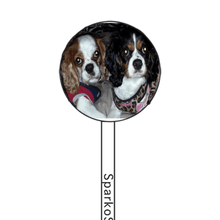 Load image into Gallery viewer, FALSE